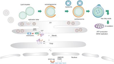 Perturbation of Intracellular Cholesterol and Fatty Acid Homeostasis During Flavivirus Infections